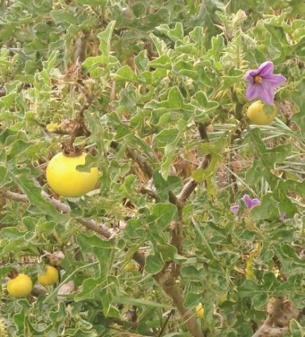 Solanum linnaeanum living well